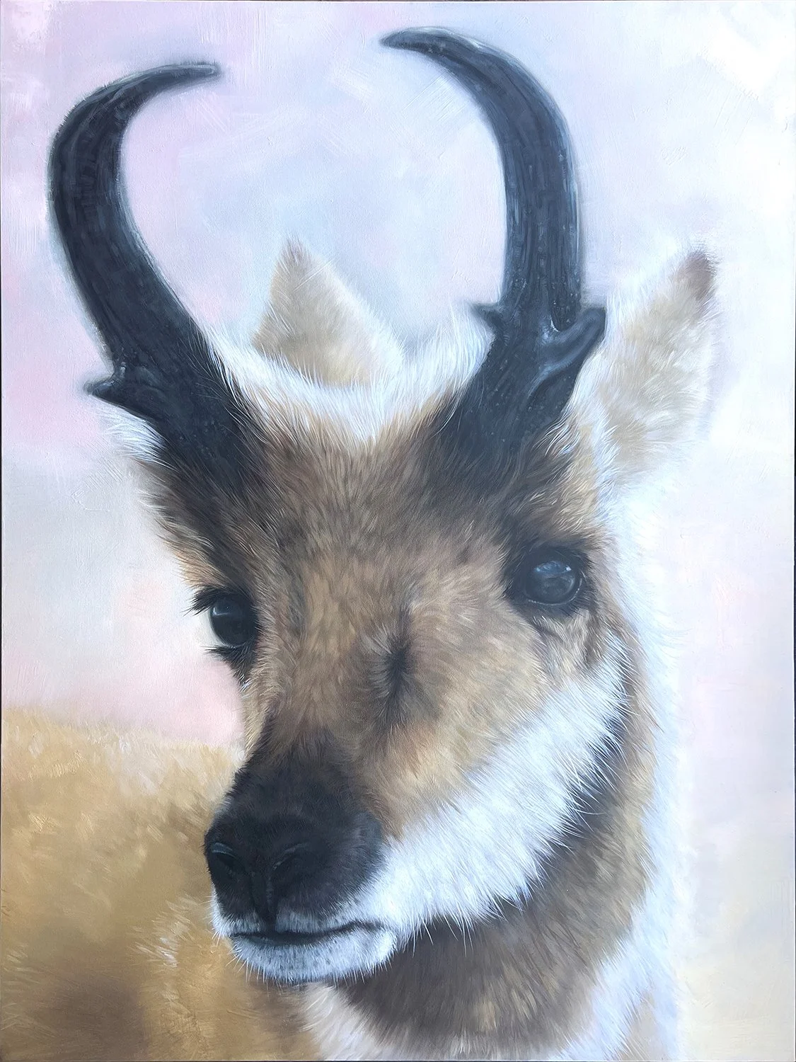 Pronghorn Buck
- Oil on Wrapped Canvas  48” X 36”
