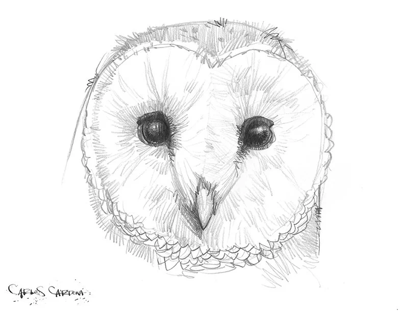 Barn Owl Drawing 04