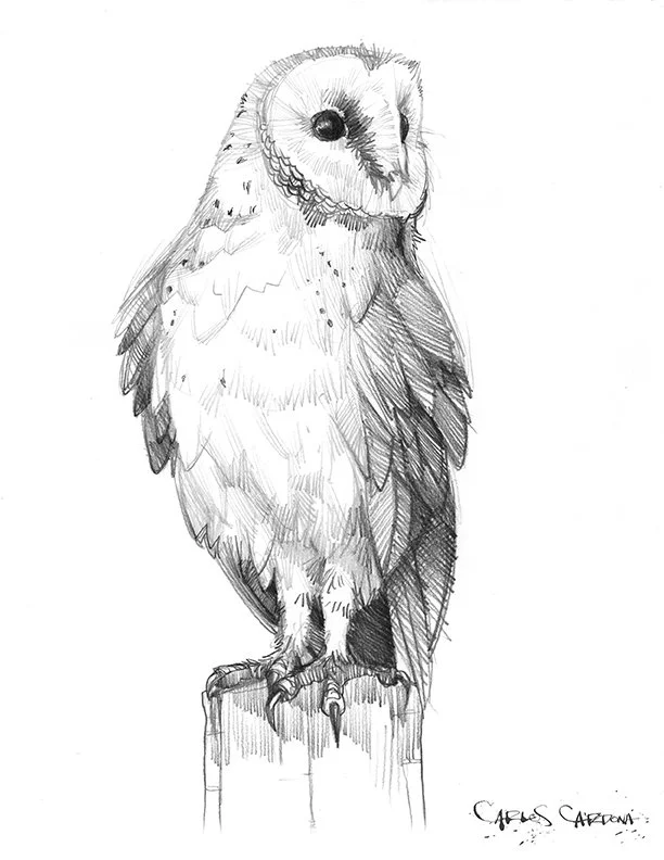 Barn Owl Drawing 02