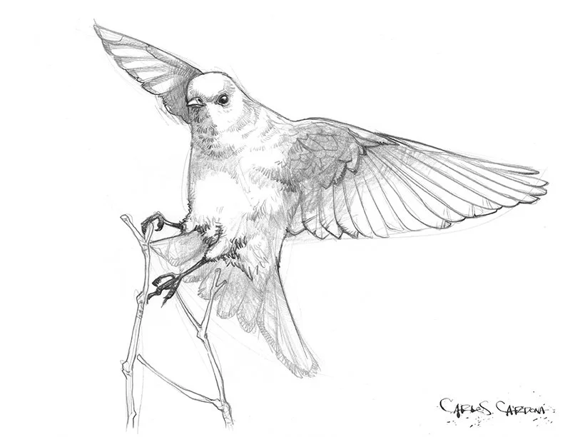 Snow Bluebird Drawing 02