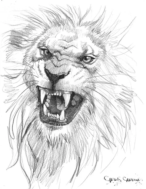 Lion Drawing 02