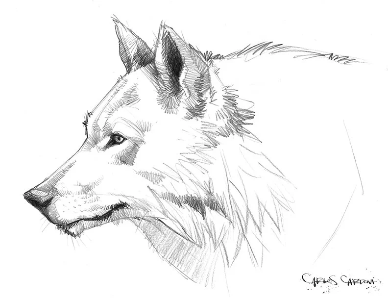 Wolf Drawing 02