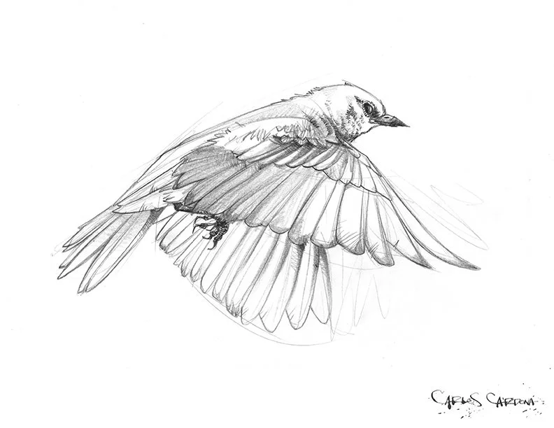 Snow Bluebird Drawing 01