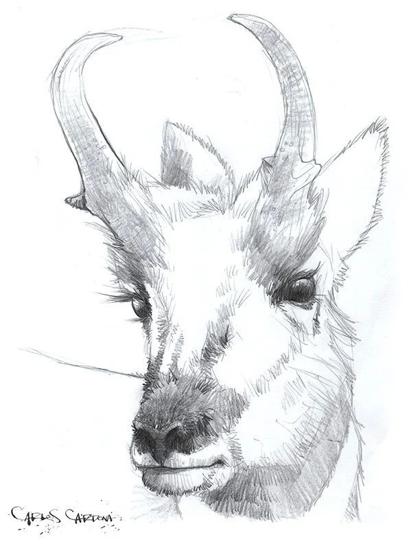 Pronghorn Buck Drawing 01