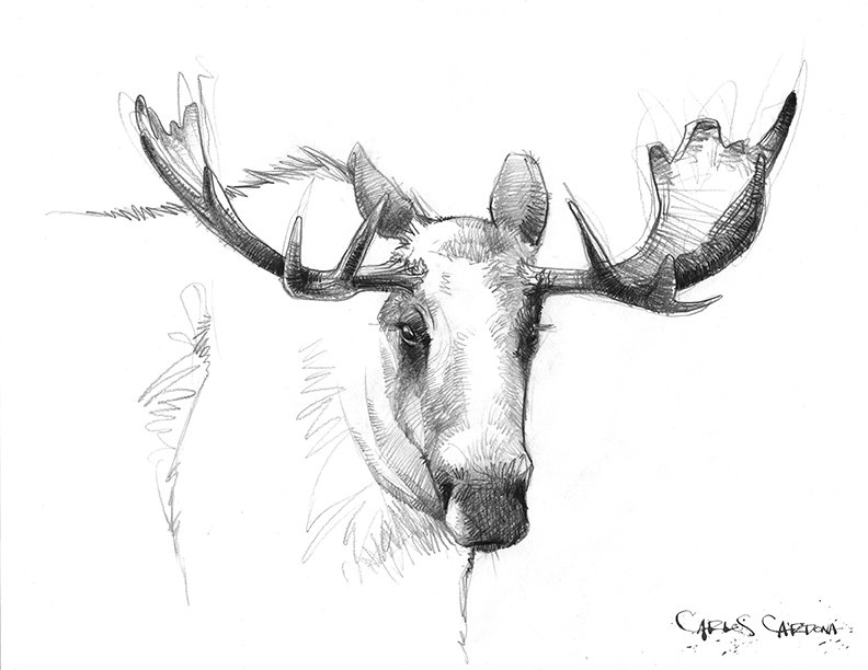 Moose Drawing 01