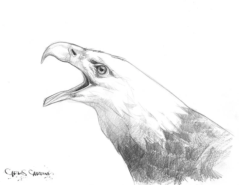 Eagle Drawing 02