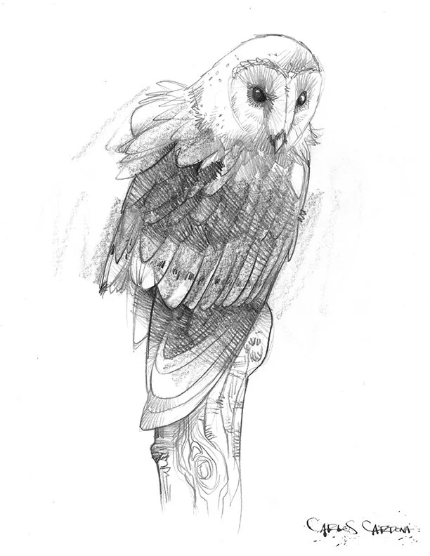 Barn Owl Drawing 01