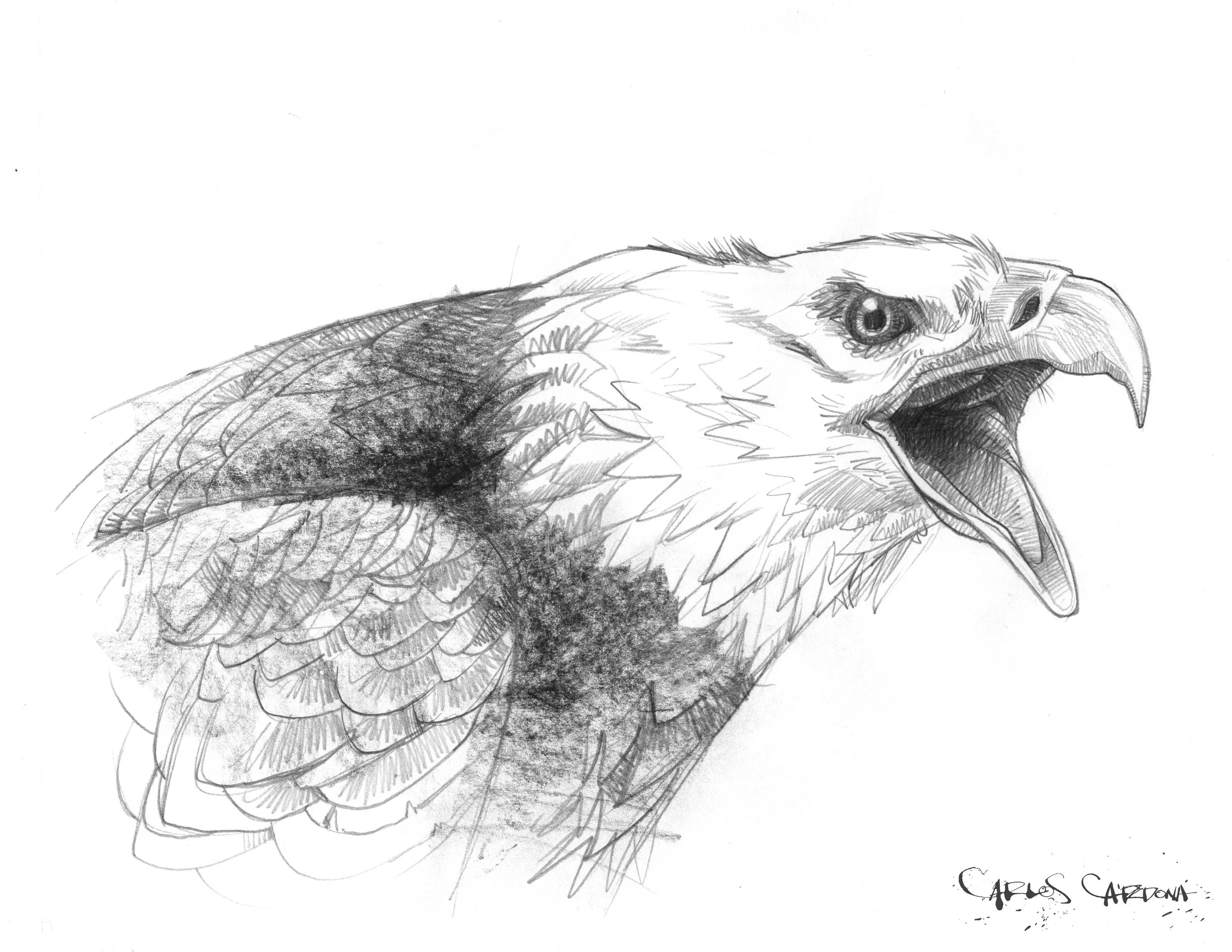 Eagle Drawing 02