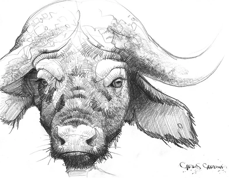 Buffalo Drawing 02