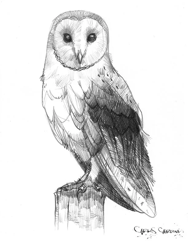 Barn Owl Drawing 03