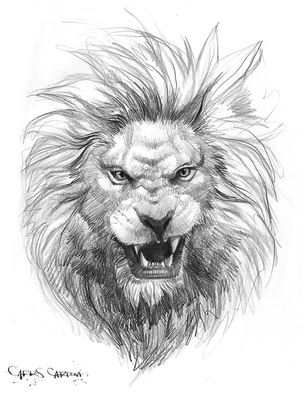 Lion Drawing 01