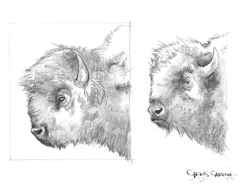 Bison Drawing 02