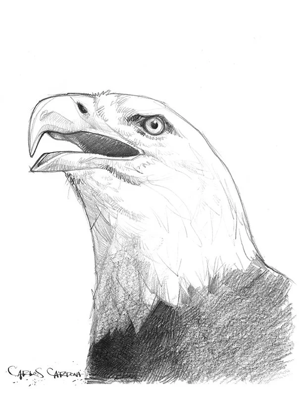 Eagle Drawing 01