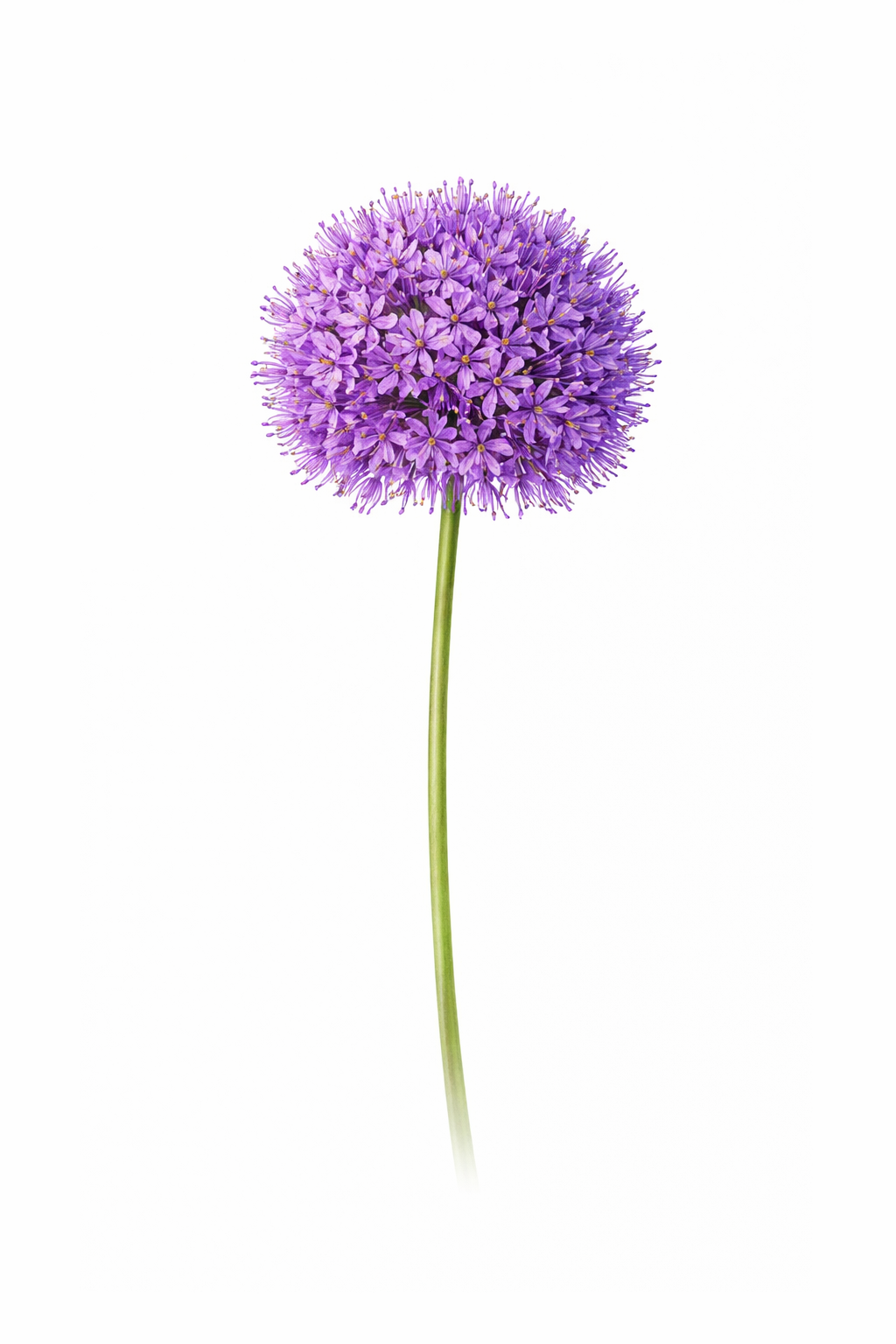purple-allium.png