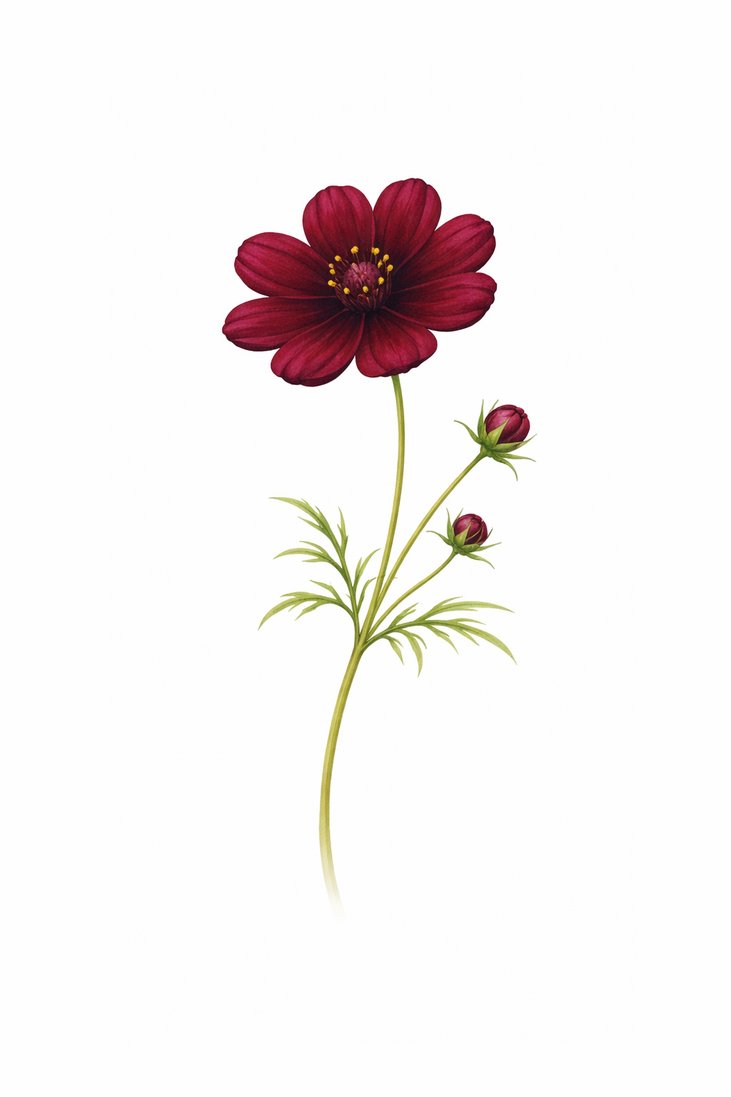 burgundy-chocolate-cosmos.png