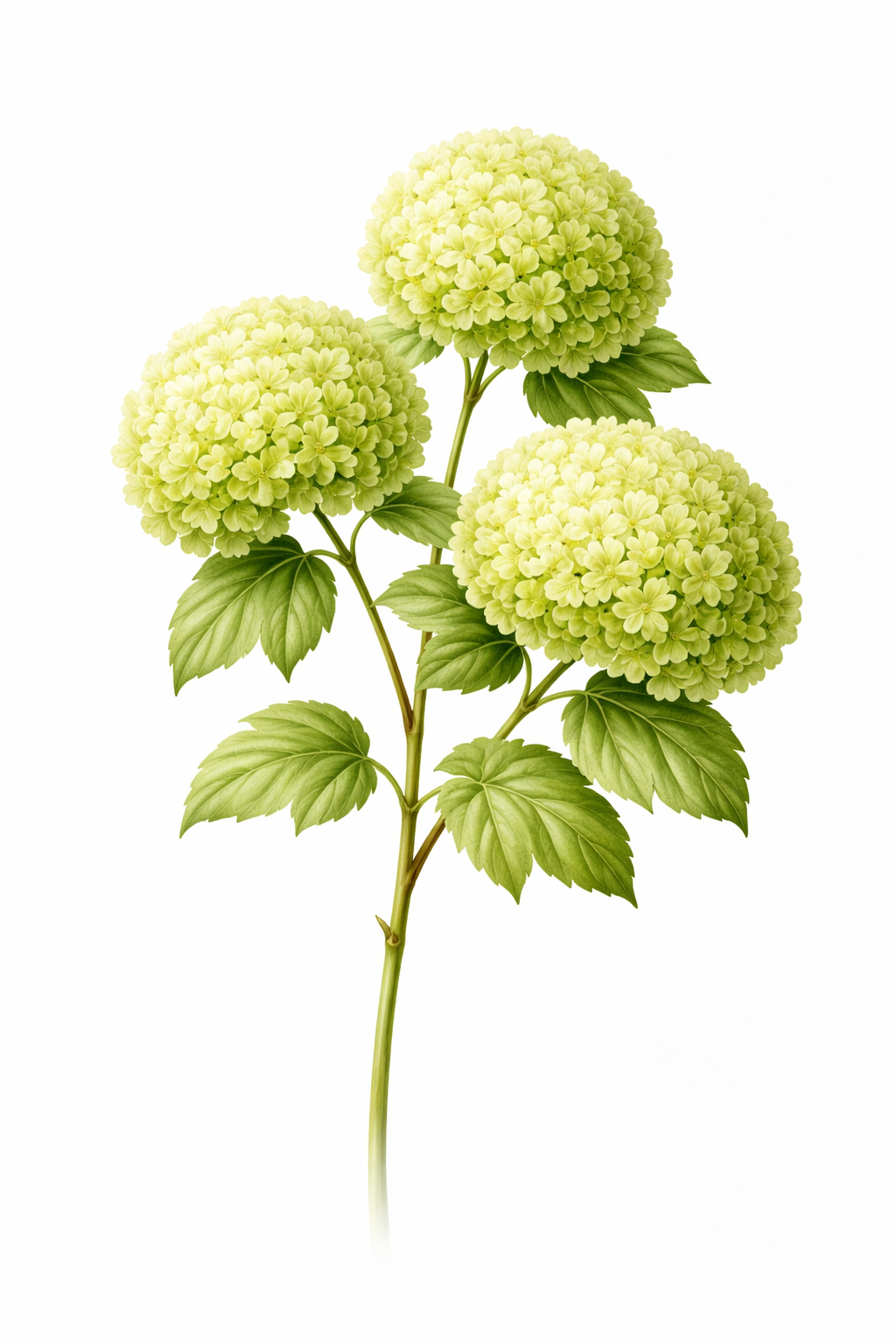 green-viburnum.png