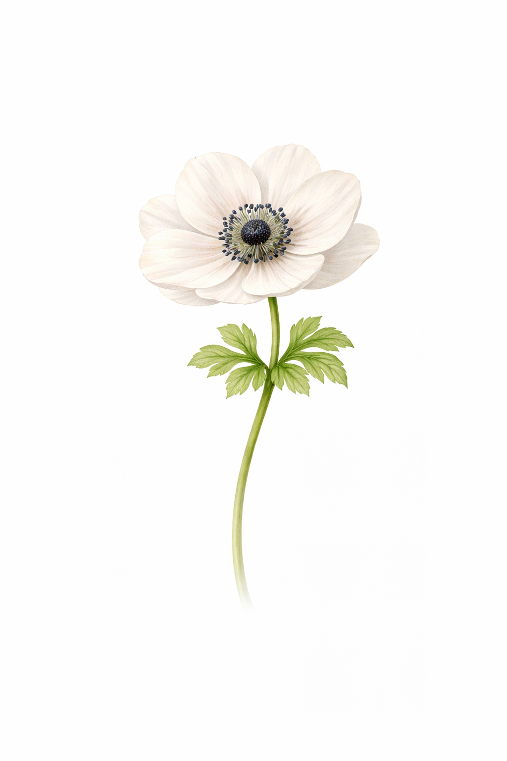 white-anemone.png