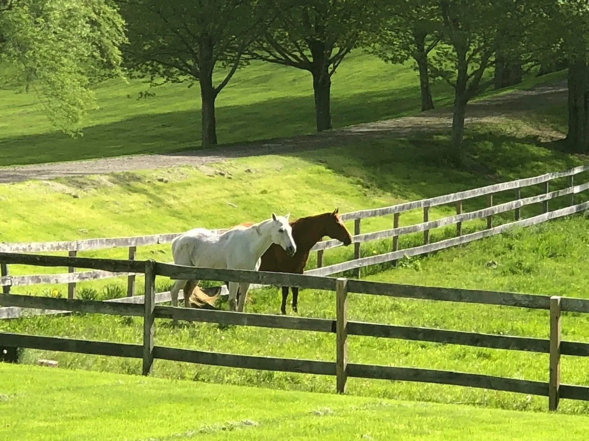 d7019c1c-4fb5-40cd-81d8-315252fdc6d0.jpg.jpeg (Copy) (Copy) (Copy) (Copy)