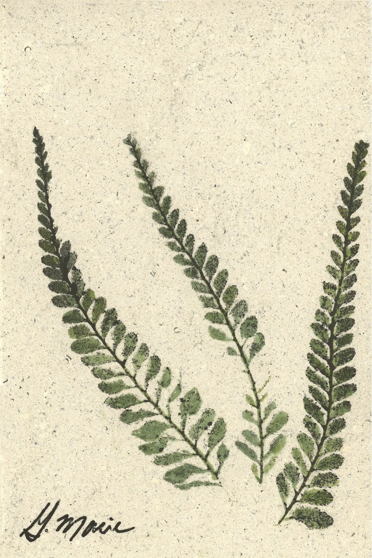 Palapalai No. 5 4x6.jpg