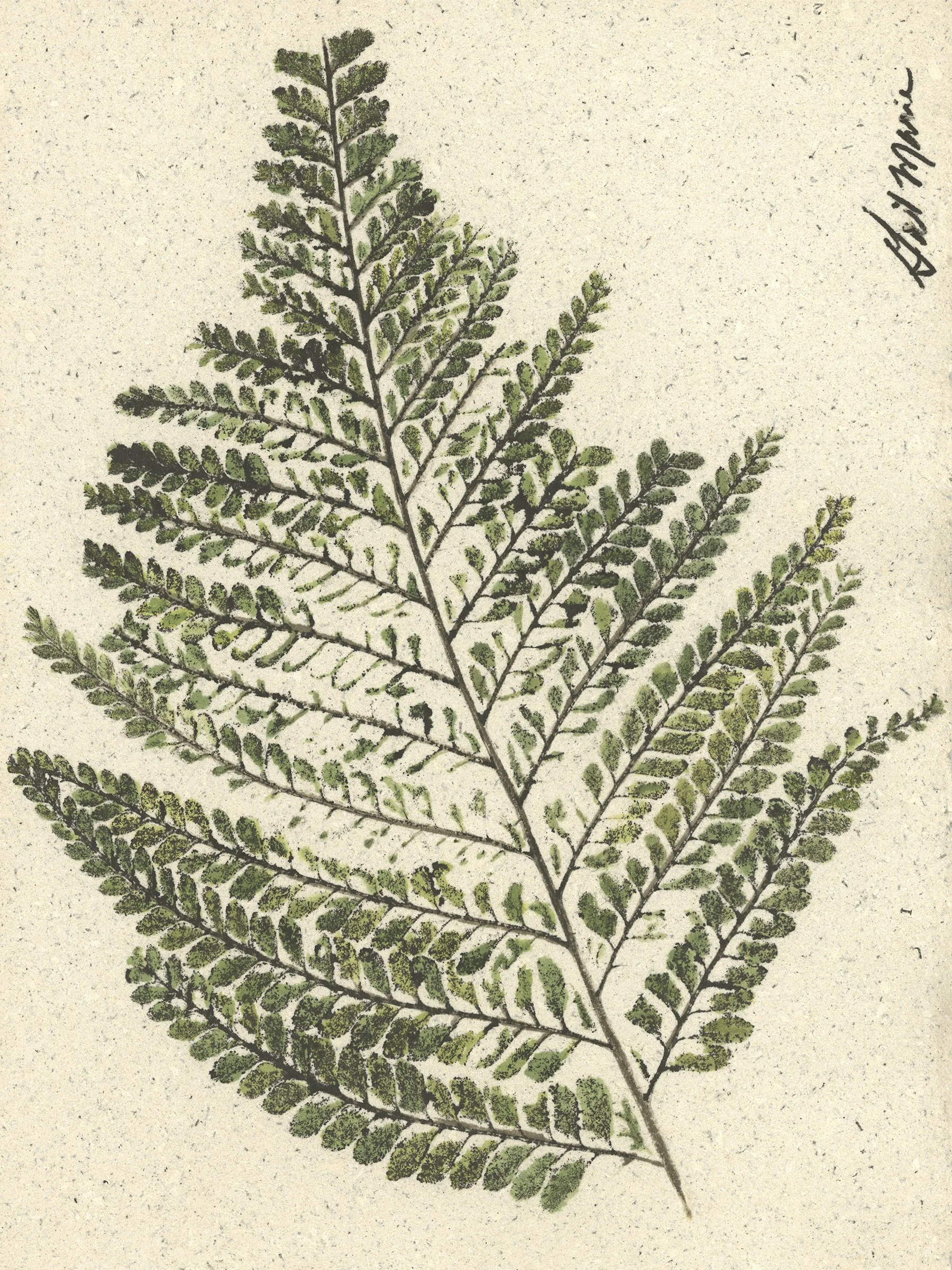 Palapalai No. 6 6x8.jpg