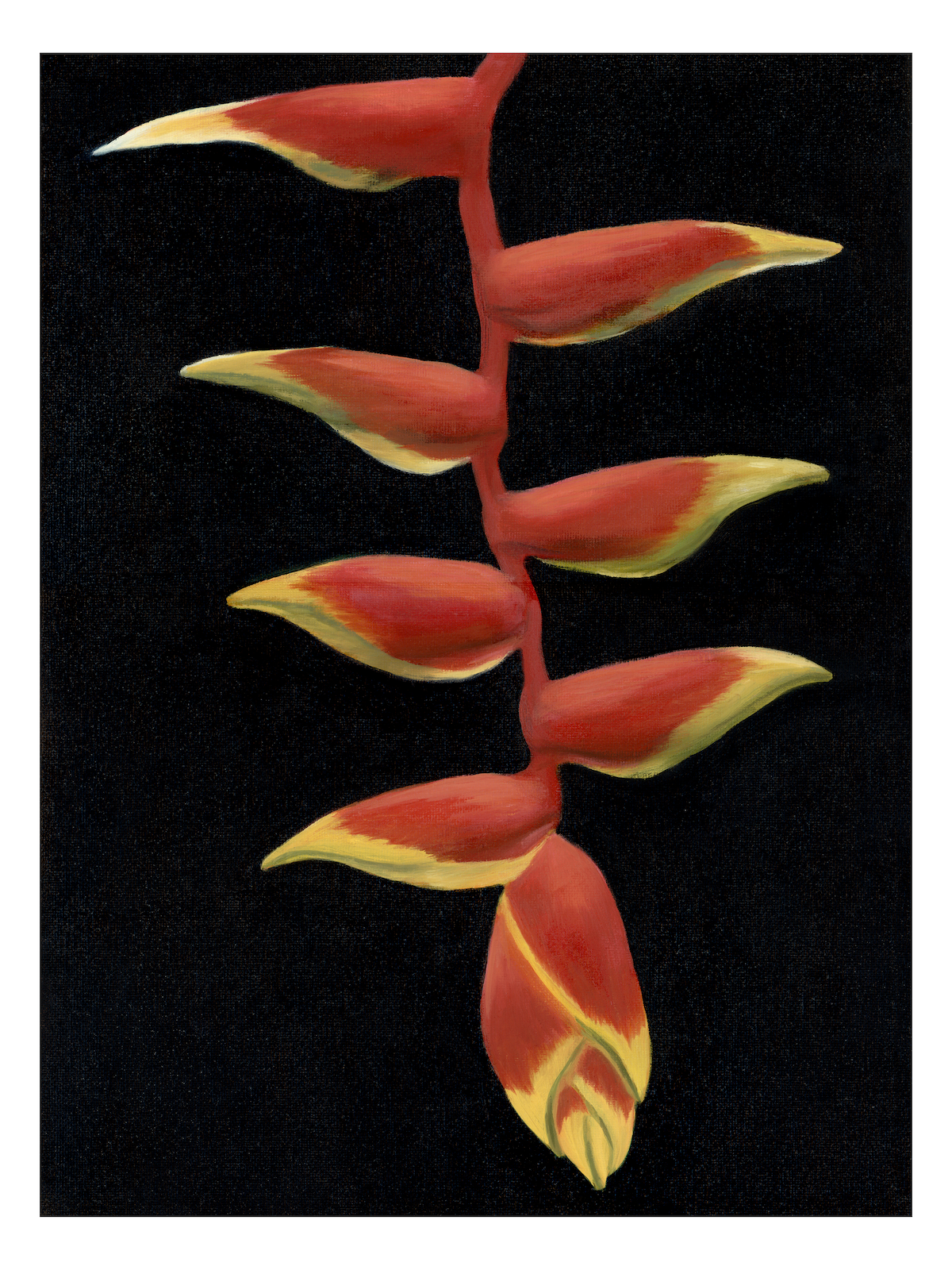 Hanging Heliconia 12x16 w margin.png