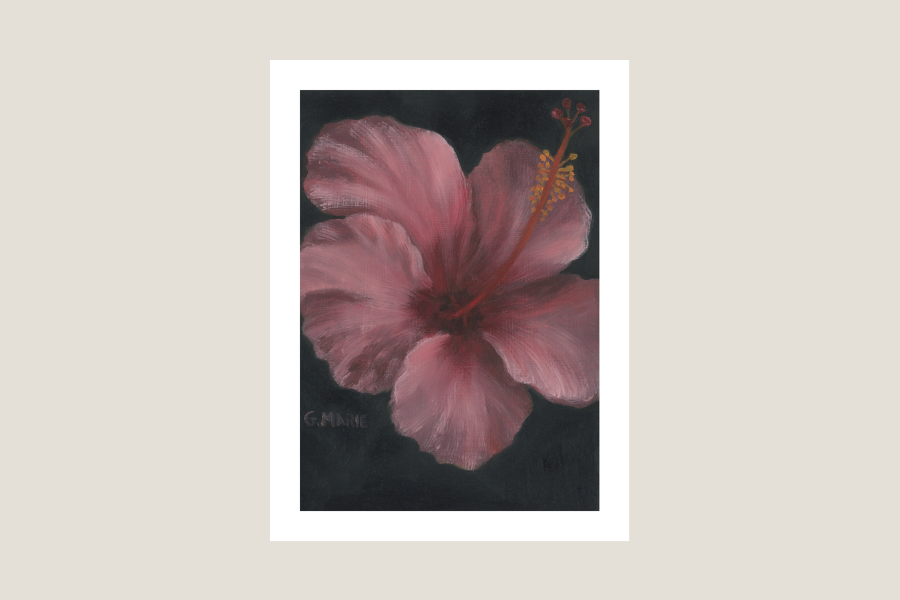 Pink Hibiscus
