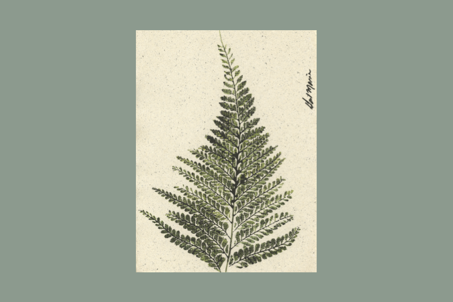 Palapalai No. 7