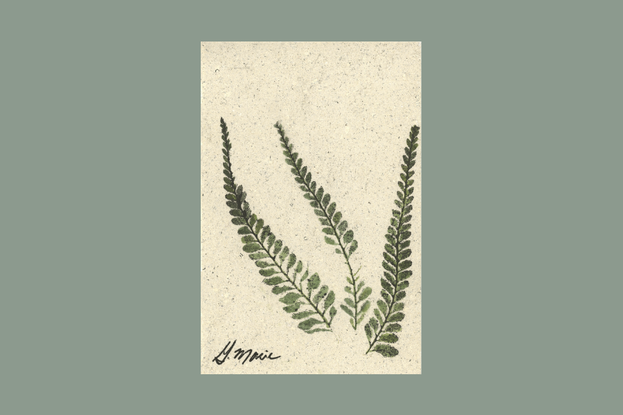 Palapalai 5, 4x6.png