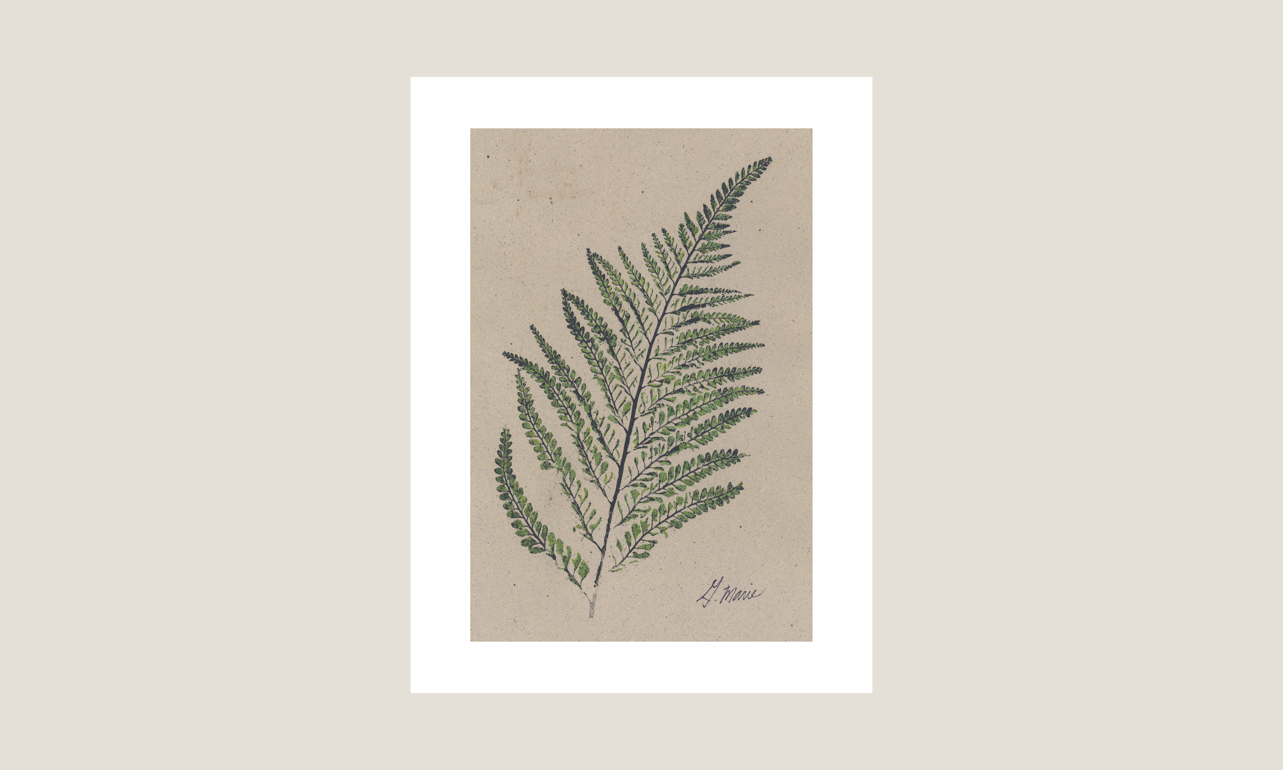 Palapalai No 2.png