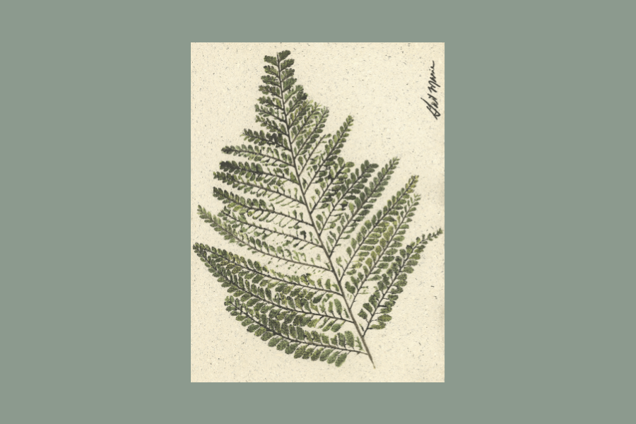 Palapalai No. 6