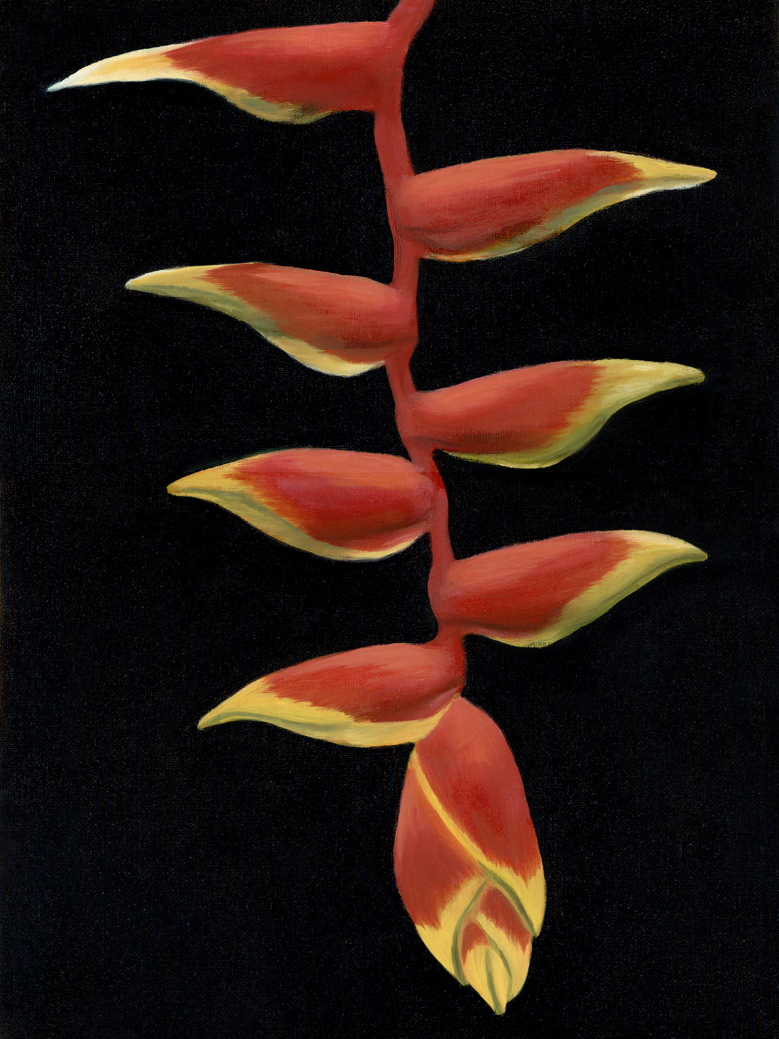 Oil painting of a hanging heliconia on a black background