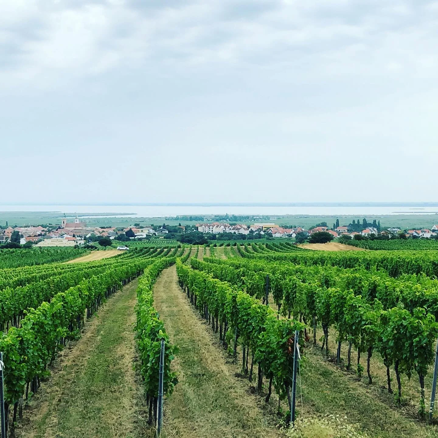 Great to see beautiful Rust vineyards in such good order, home of the famous sweet wines Ruster Ausbruch DAC #austria #burgenland #organicfarming #sweetwine