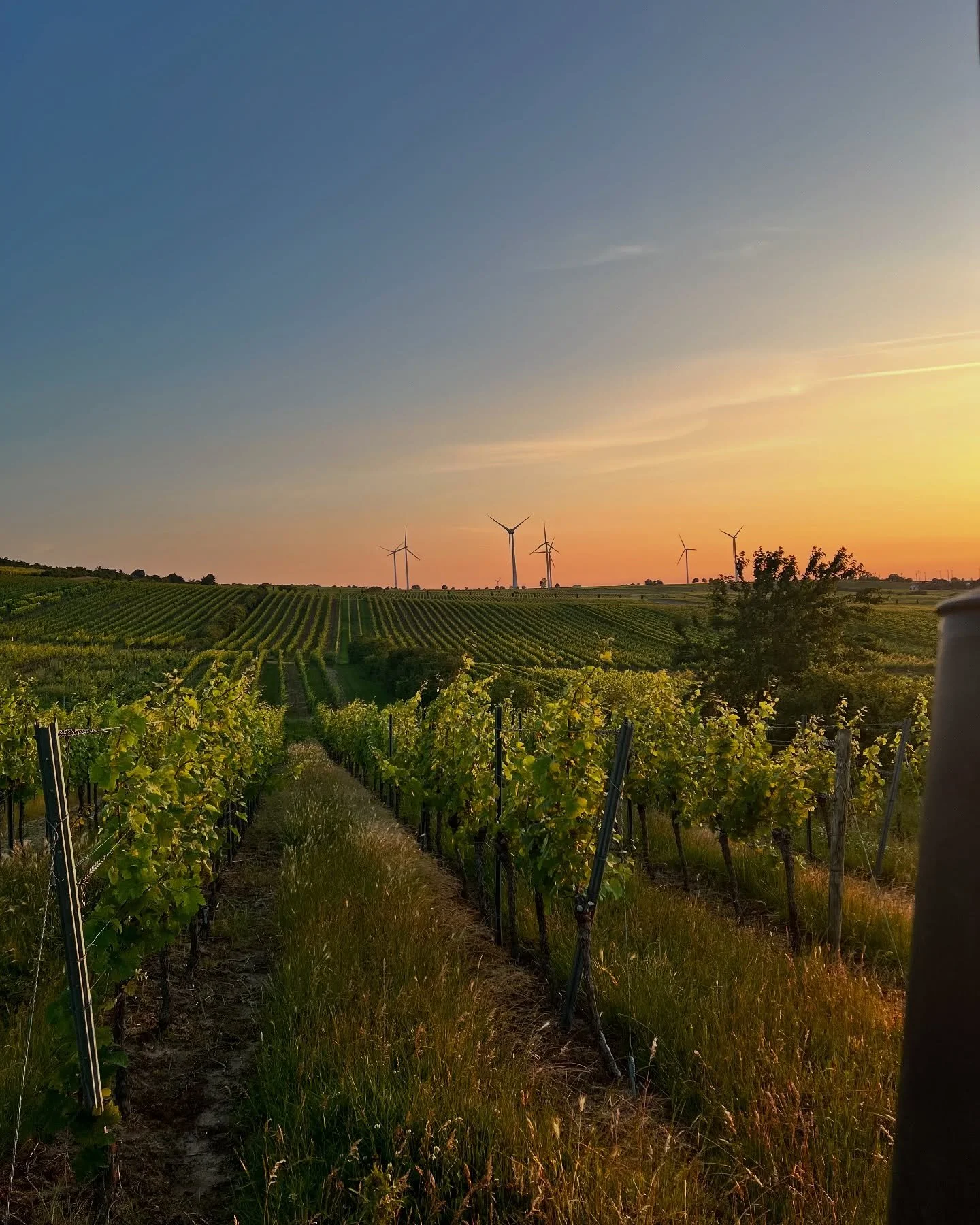 Frauenberg Alte Riesling, #biowein #rieslinglover #rheinhessen