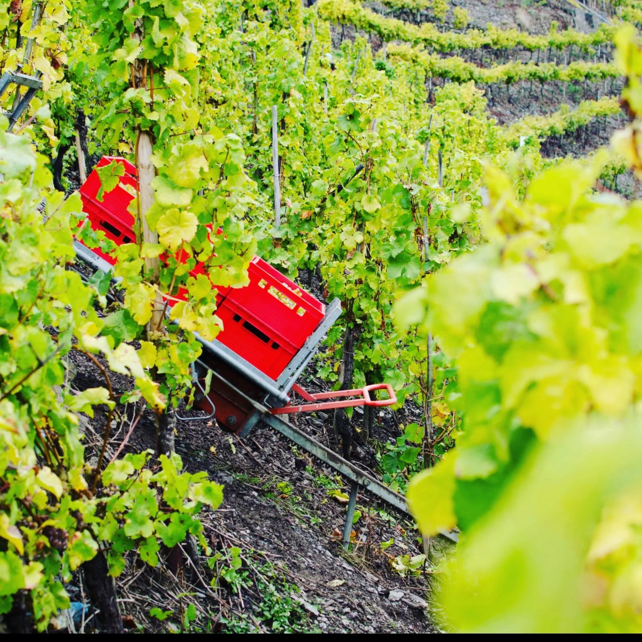Mosel Harvest 1.jpeg