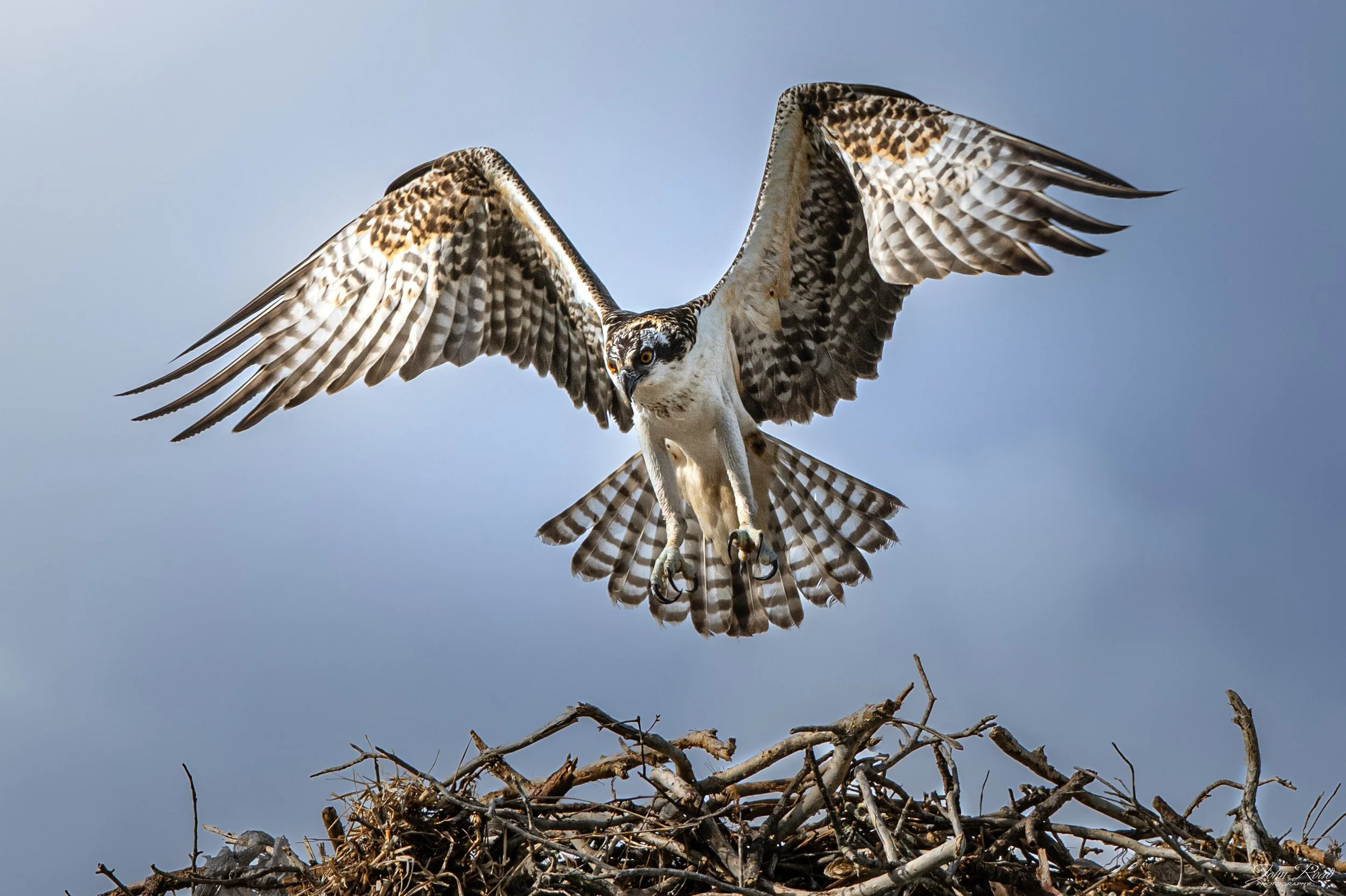 Wings of the Wild.jpg