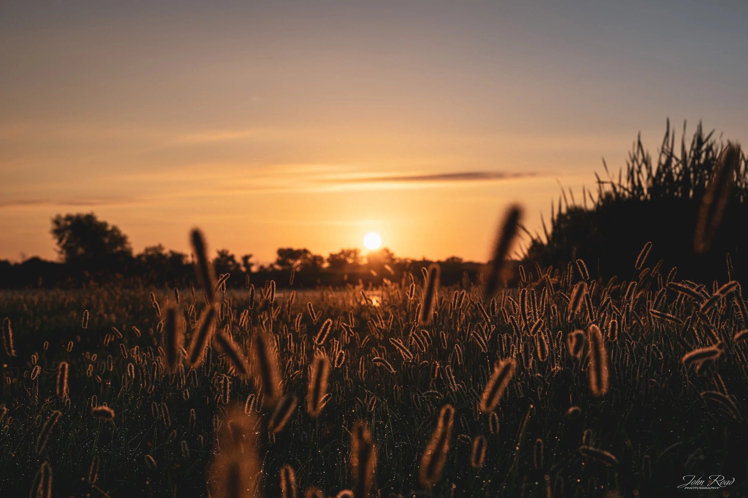 Golden sunrise over a grassy field with warm morning light