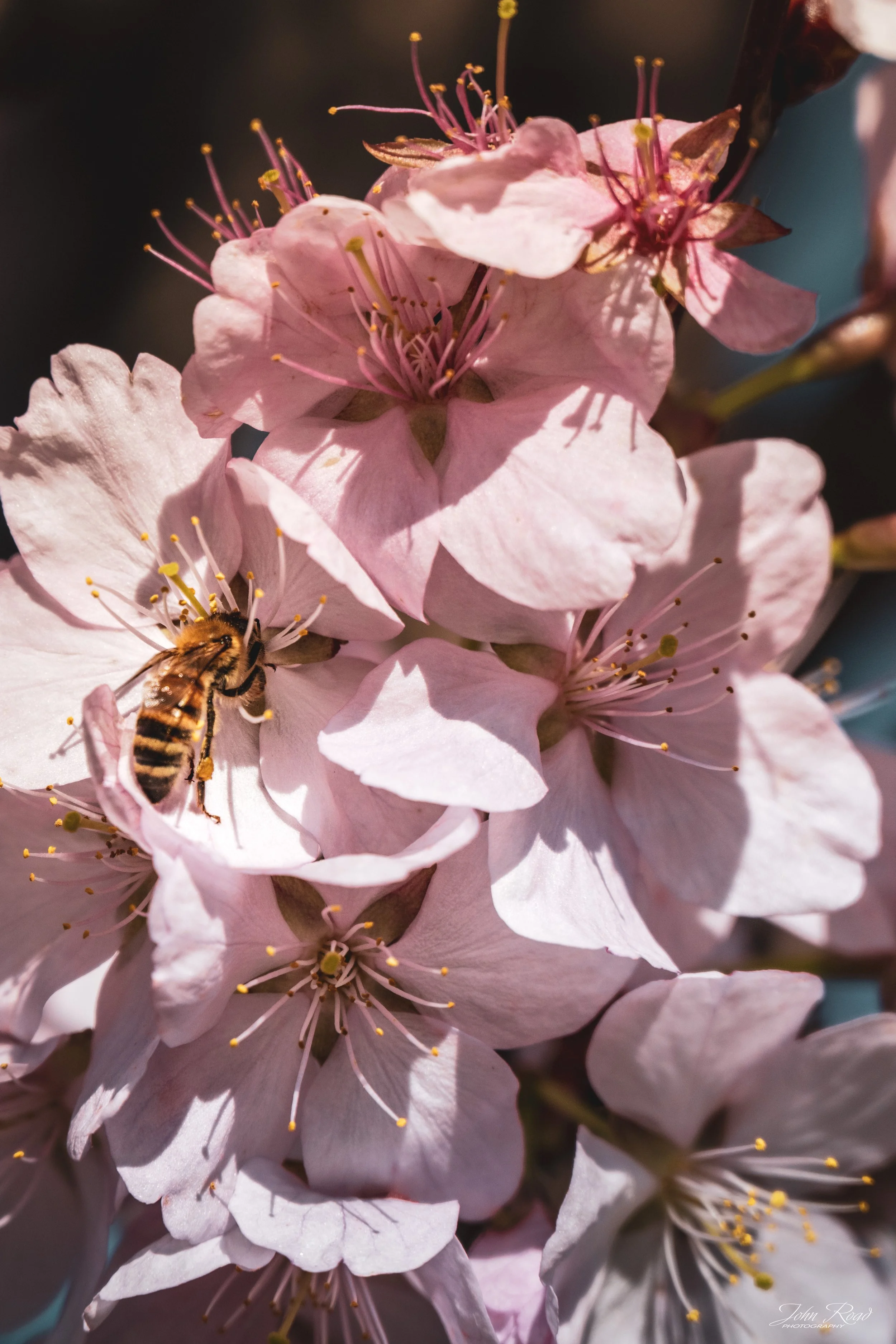 Bee collecting pollen from pink blossom with detailed petals in soft natural light