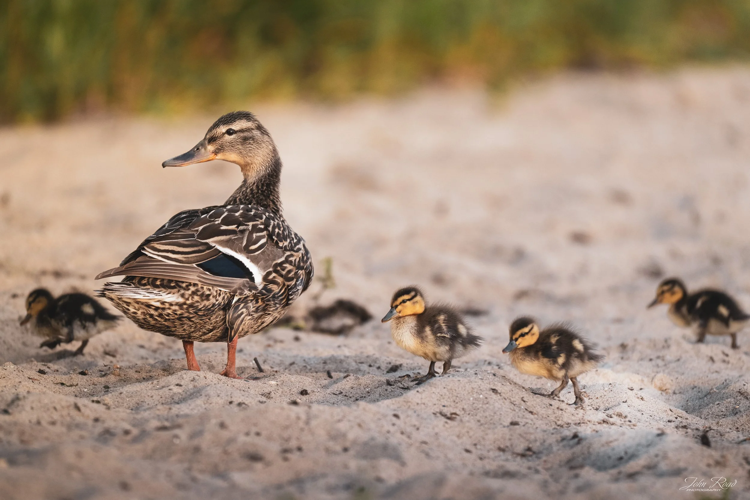 Mother duck walking with ducklings along a sandy shoreline