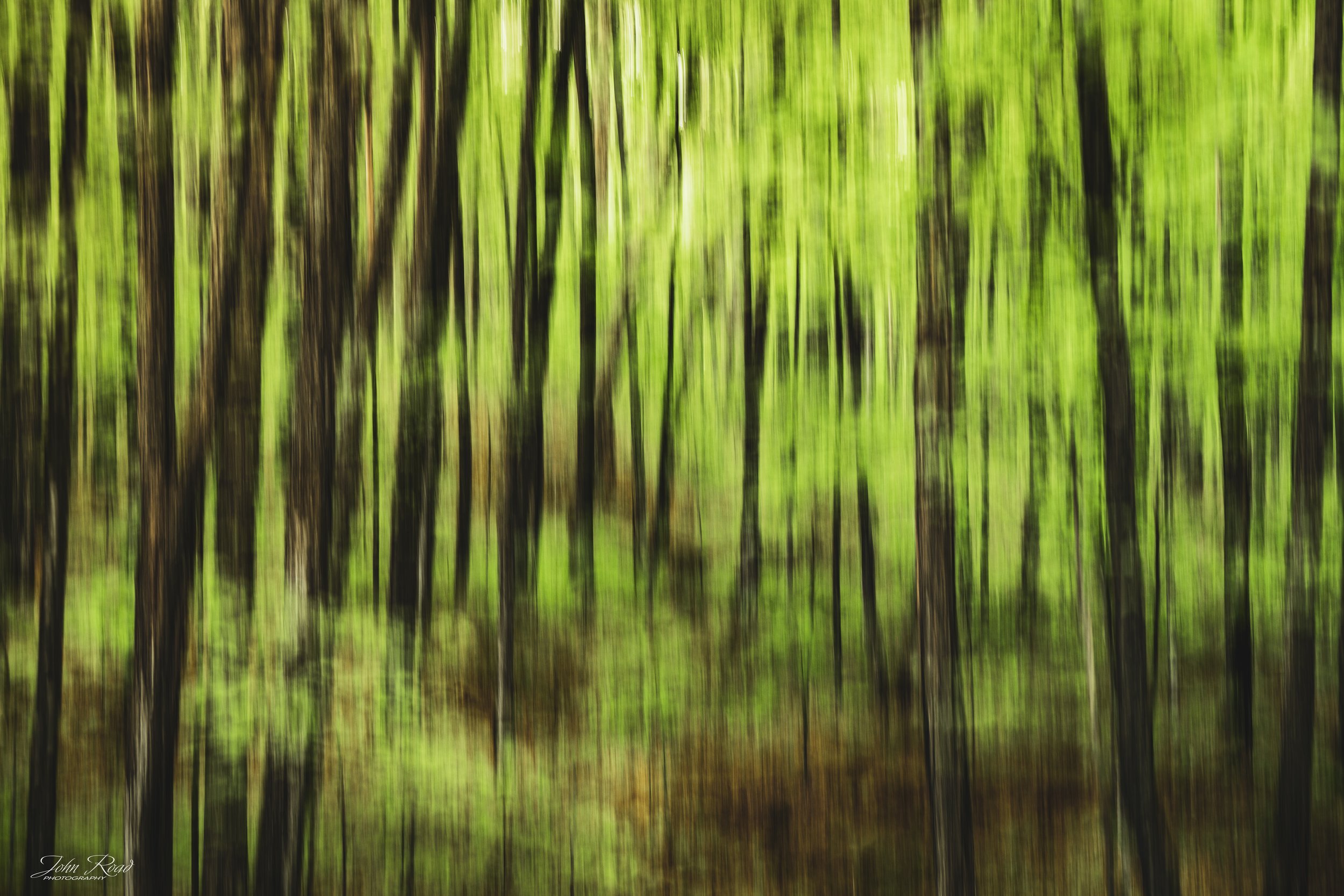 Intentional camera movement photograph of a lush green forest with blurred tree trunks and soft spring foliage.