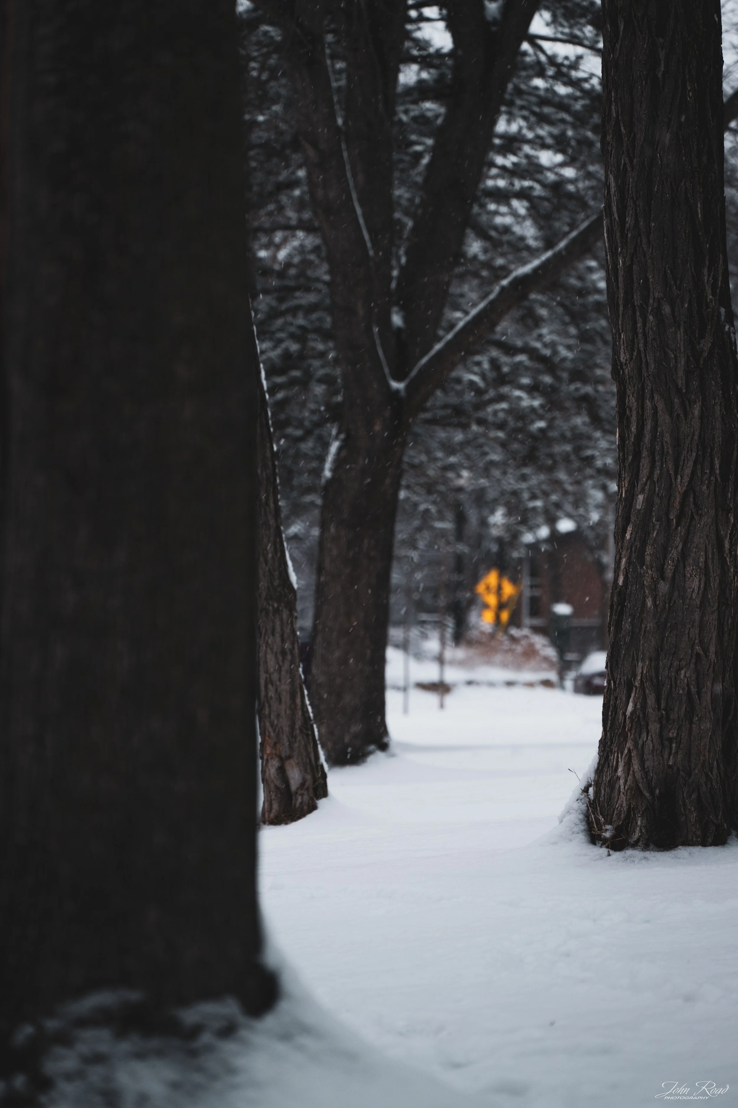 A Path Through Winter