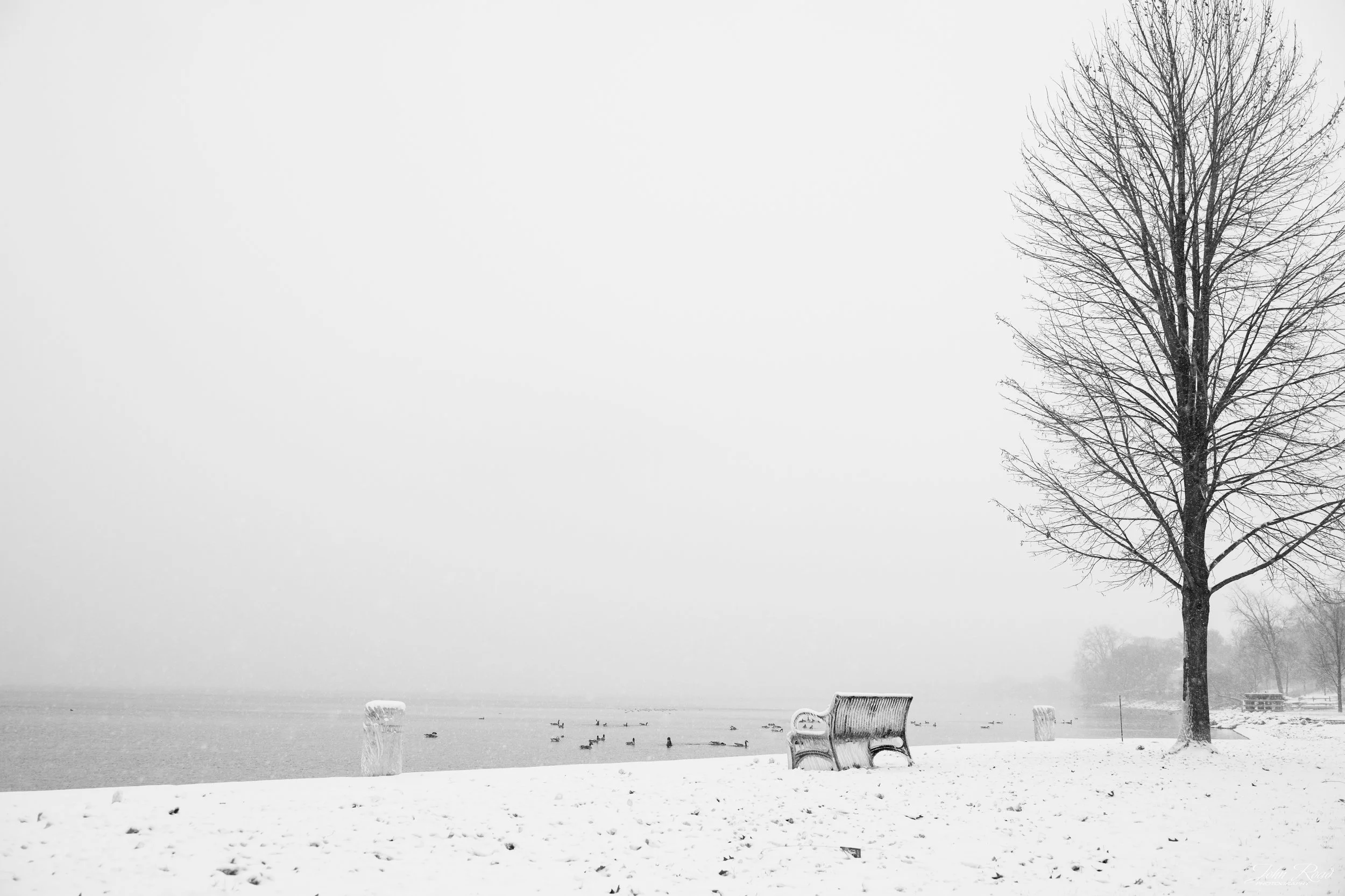 Snowy lakeside with a lone tree, a bench, and drifting ducks in winter fog.