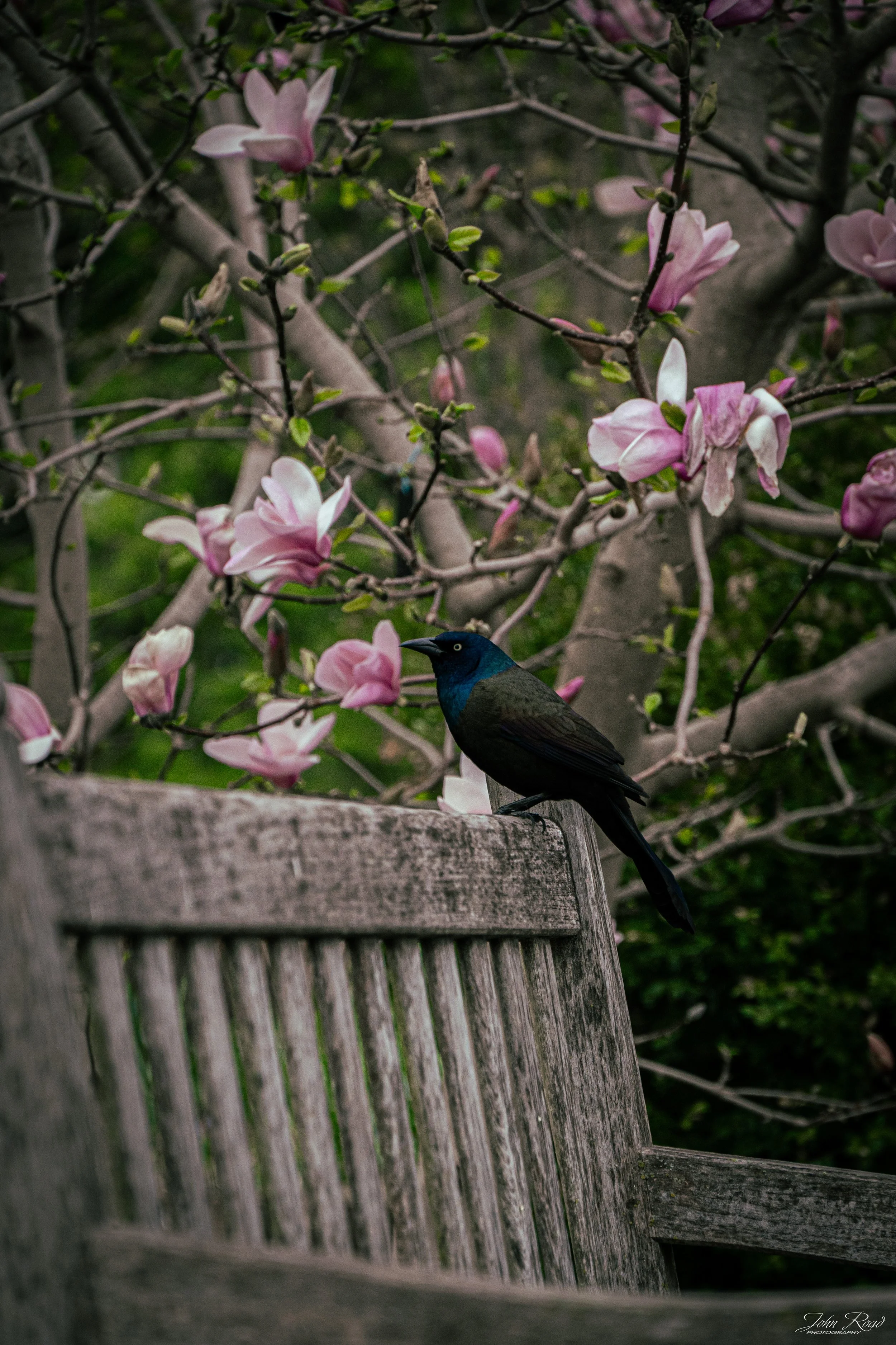 Perched in Bloom