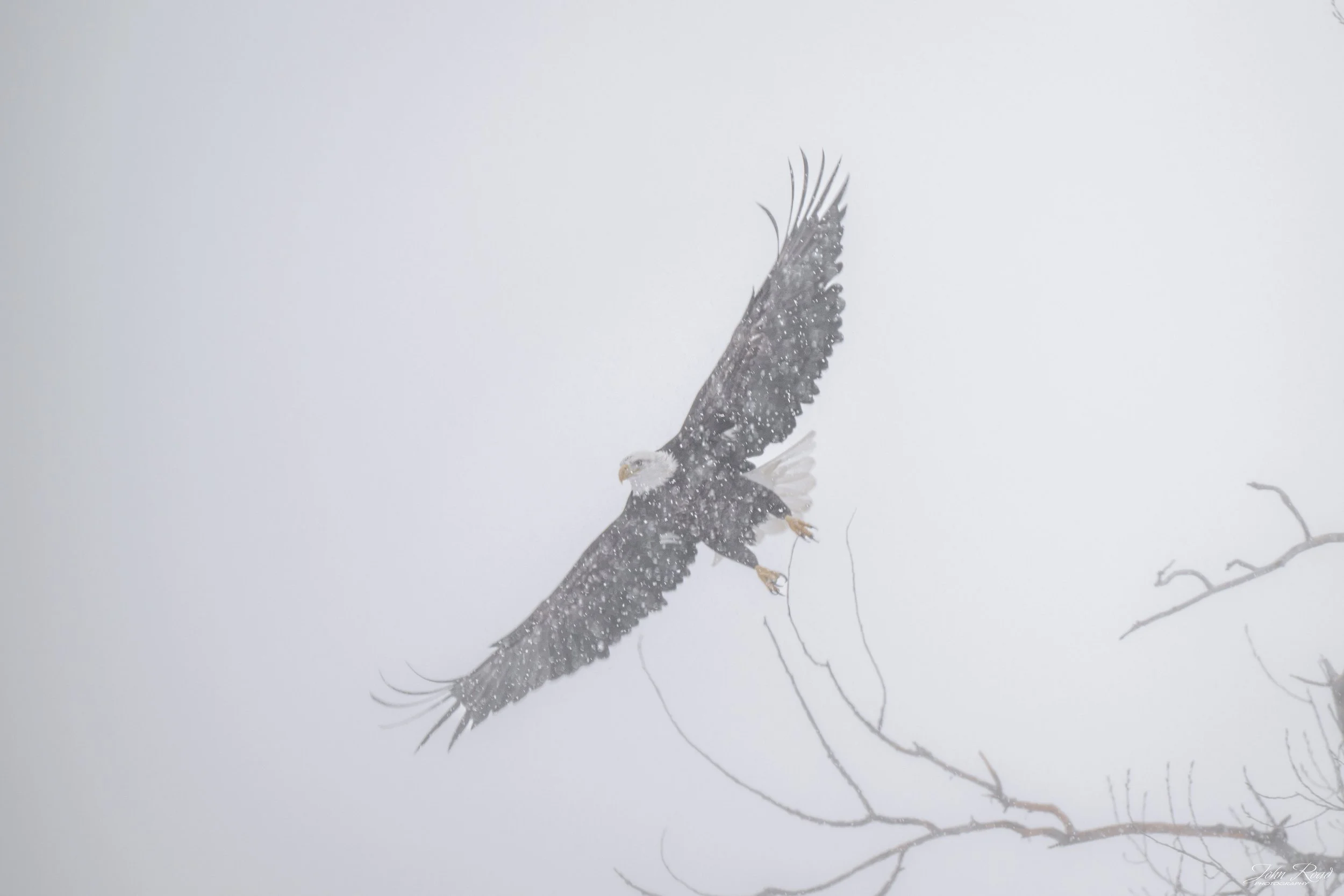 Bald eagle gliding through a white winter sky during snowfall, minimalist fine art wildlife photography