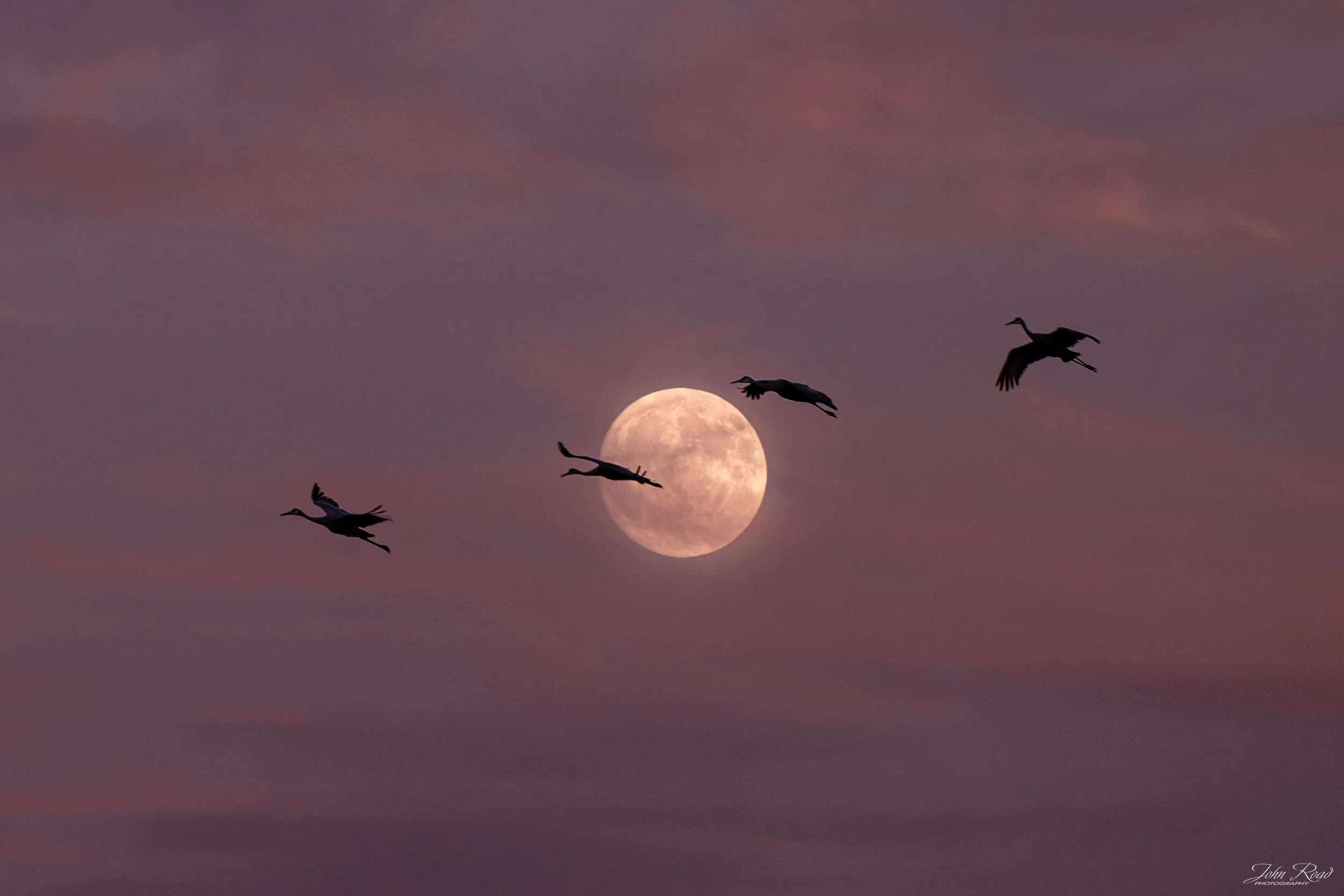 Sandhill cranes silhouetted against the golden harvest moon above Madison, Wisconsin, photographed by John Road at dusk.