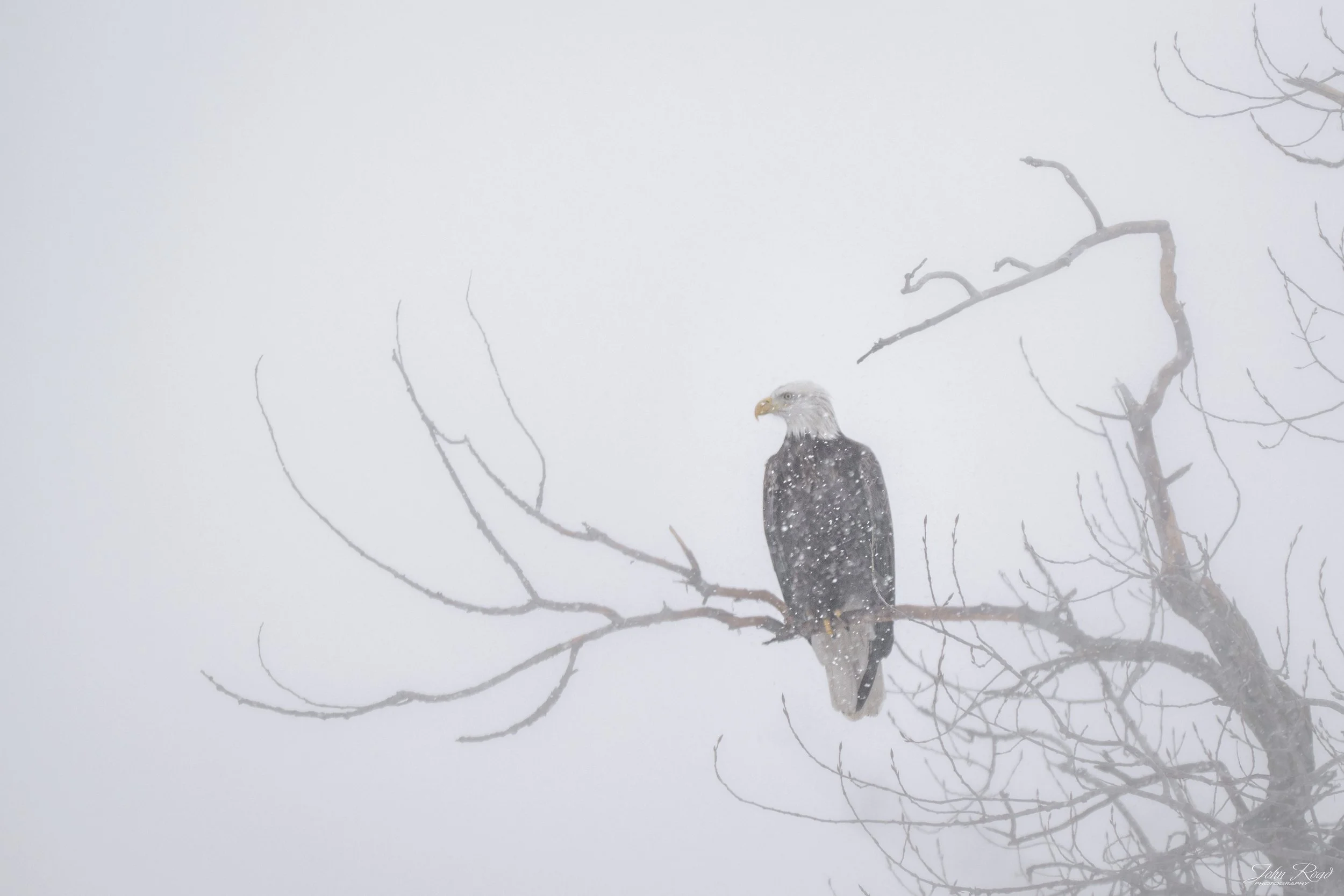 Bald eagle perched on a tree branch during a winter snowstorm in Wisconsin, fine art wildlife photography