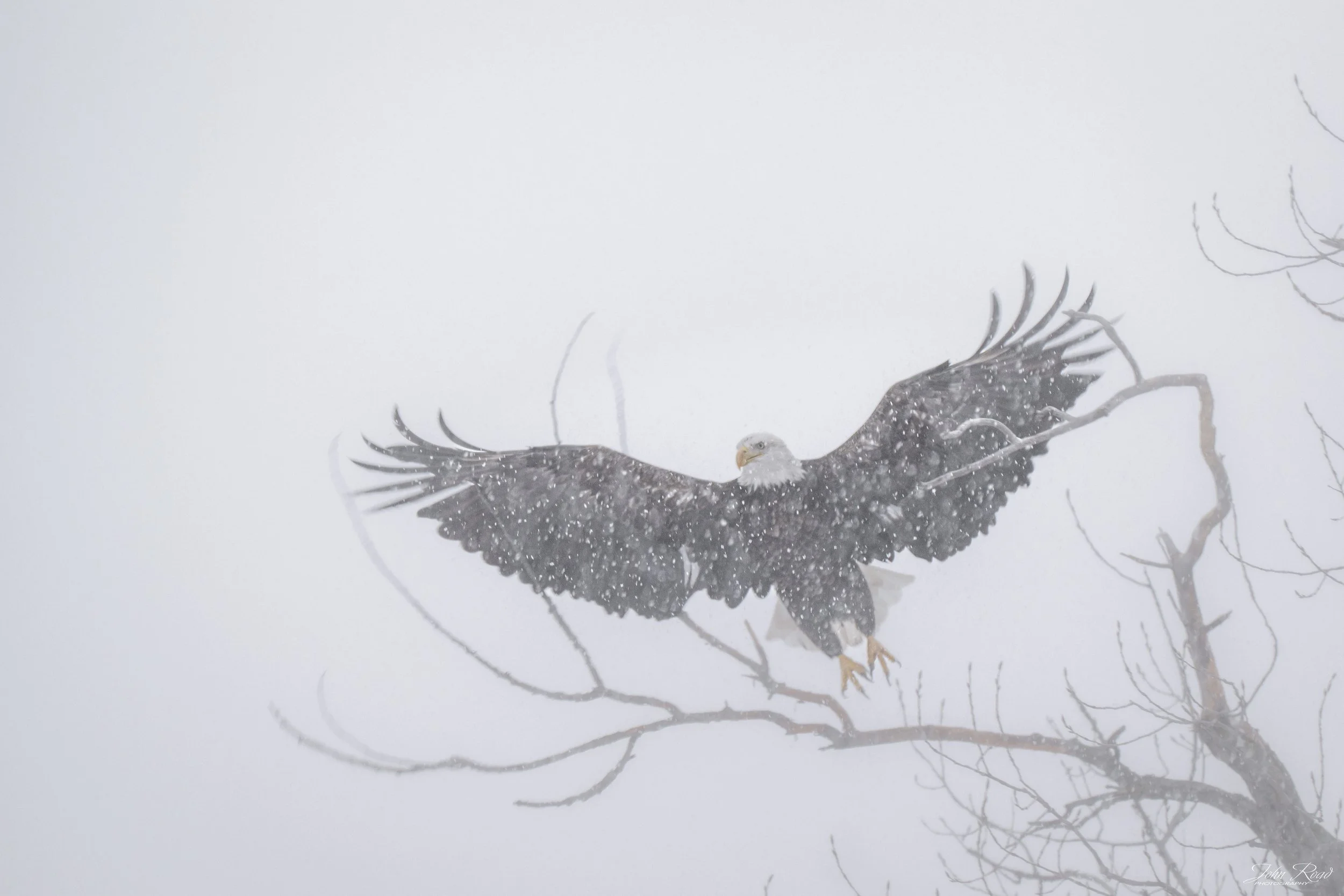 Bald eagle unfolding its wings while perched on a branch during snowfall, fine art wildlife photography