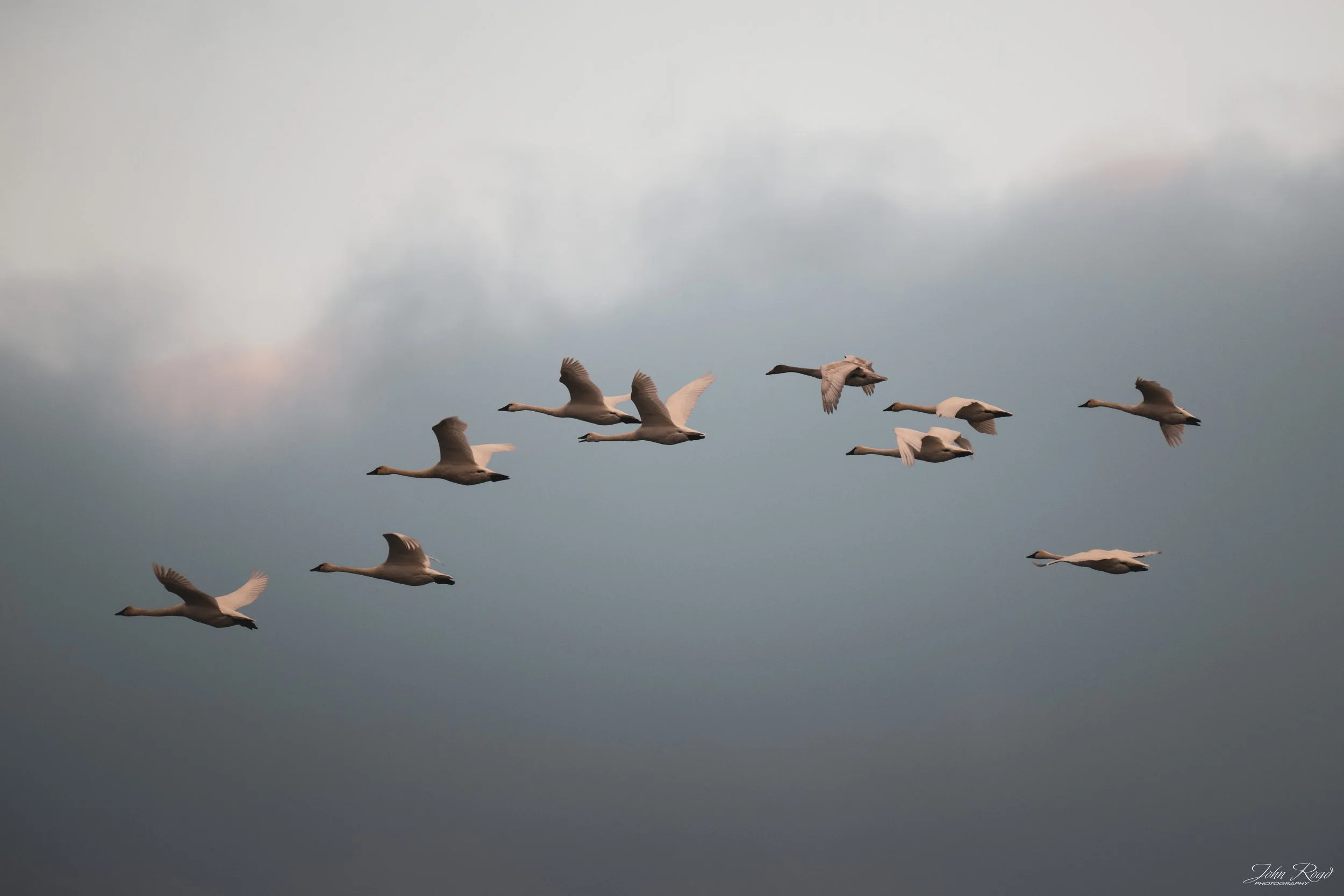 Swans flying together across a soft winter sky during migration, minimalist wildlife photograph by John Road.
