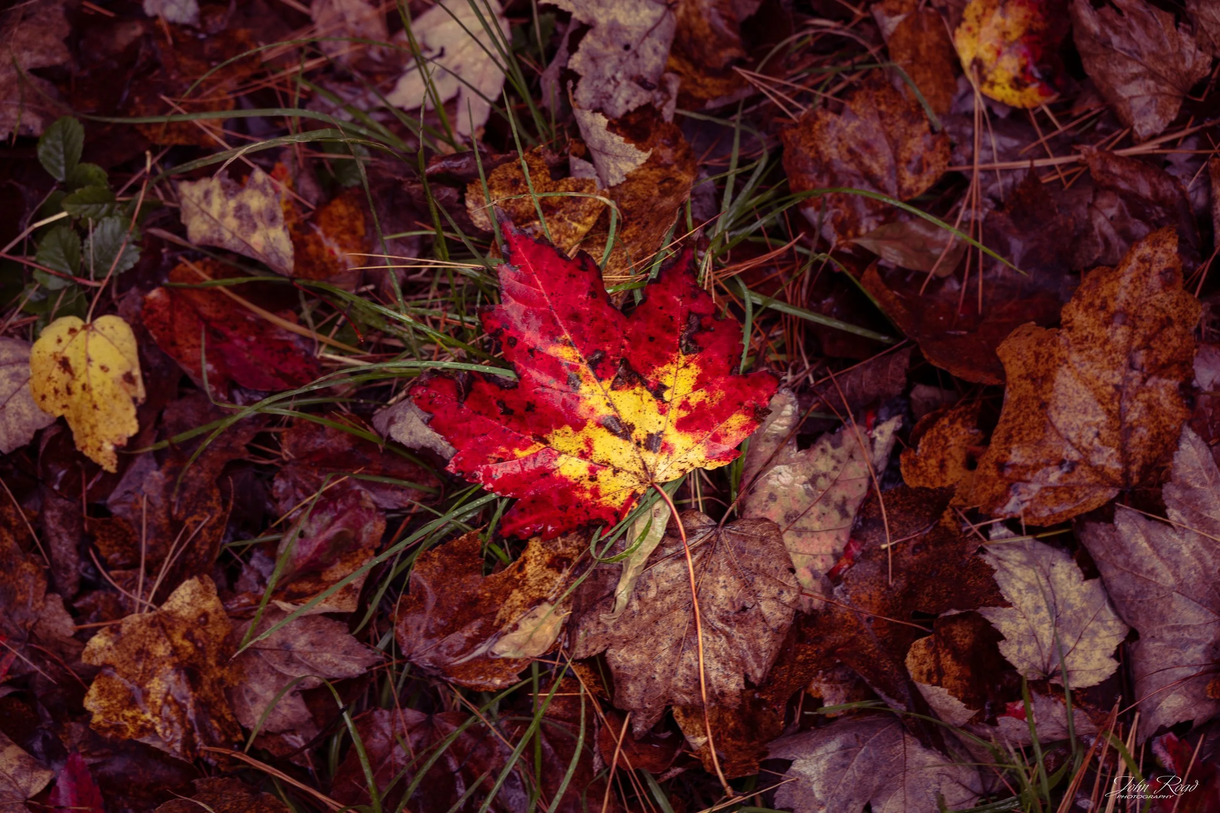 Bright red maple leaf surrounded by colorful autumn leaves on the forest floor