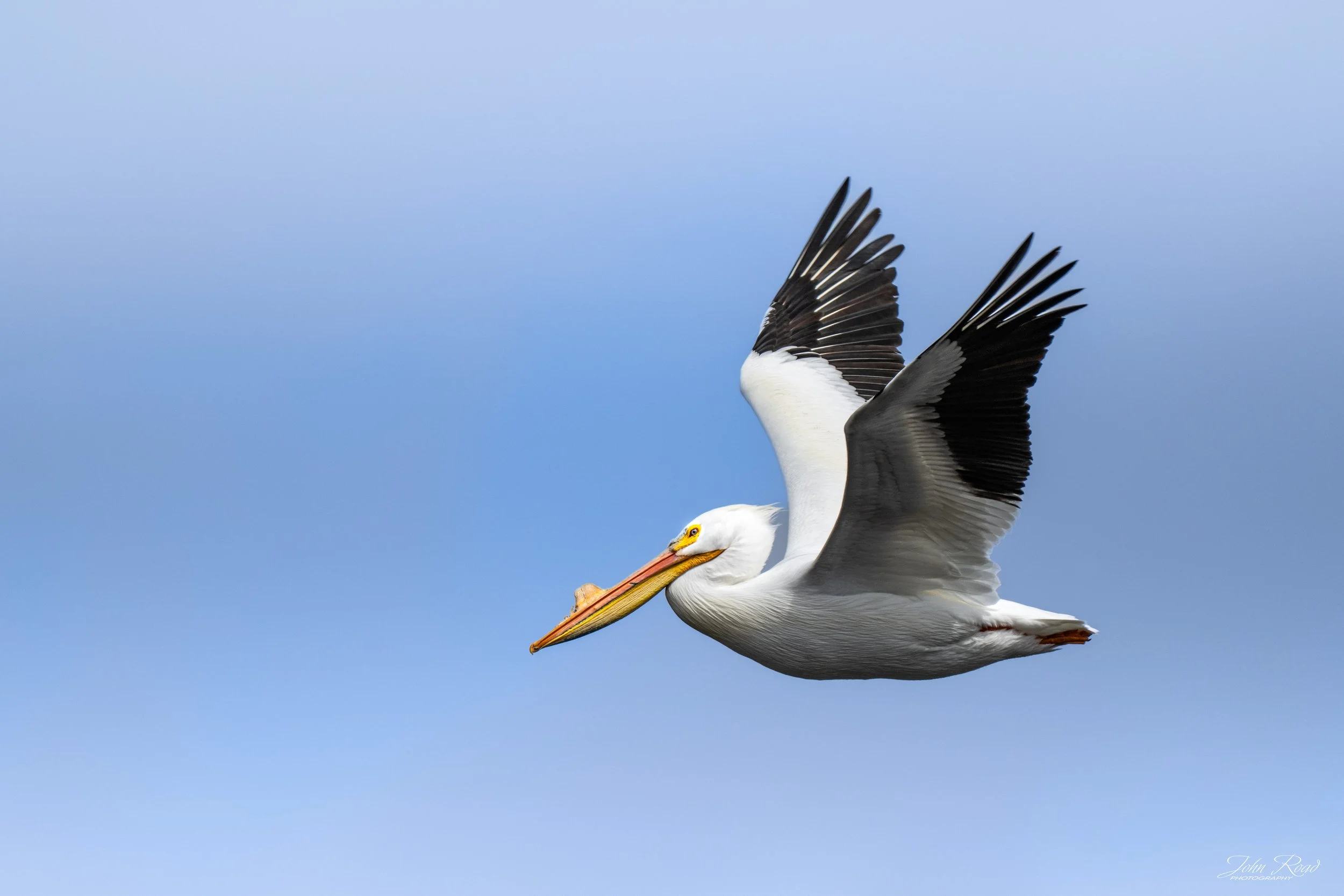American white pelican flying with wings spread against a clear blue sky