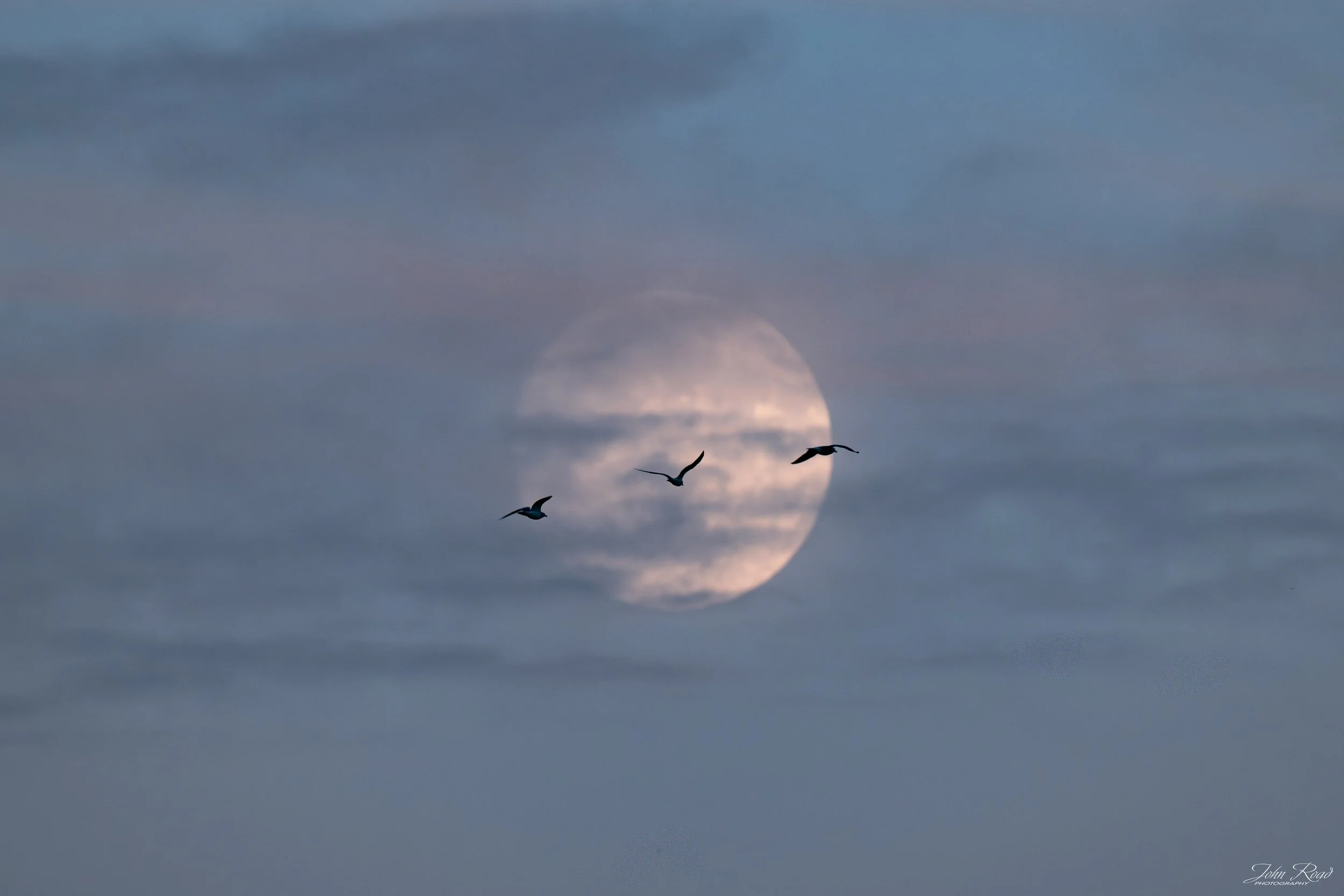 Three sandhill cranes flying beneath the harvest moon with soft clouds glowing above Madison, Wisconsin, captured by John Road.